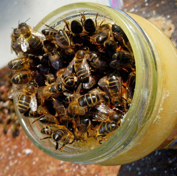 Jar of Bees